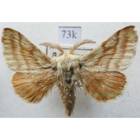 Malacosoma castrensis (Linnaeus, 1758) male Barczatka wilczomleczówka Czech73k